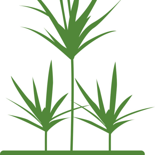 Plants 5 Miniaturansicht
